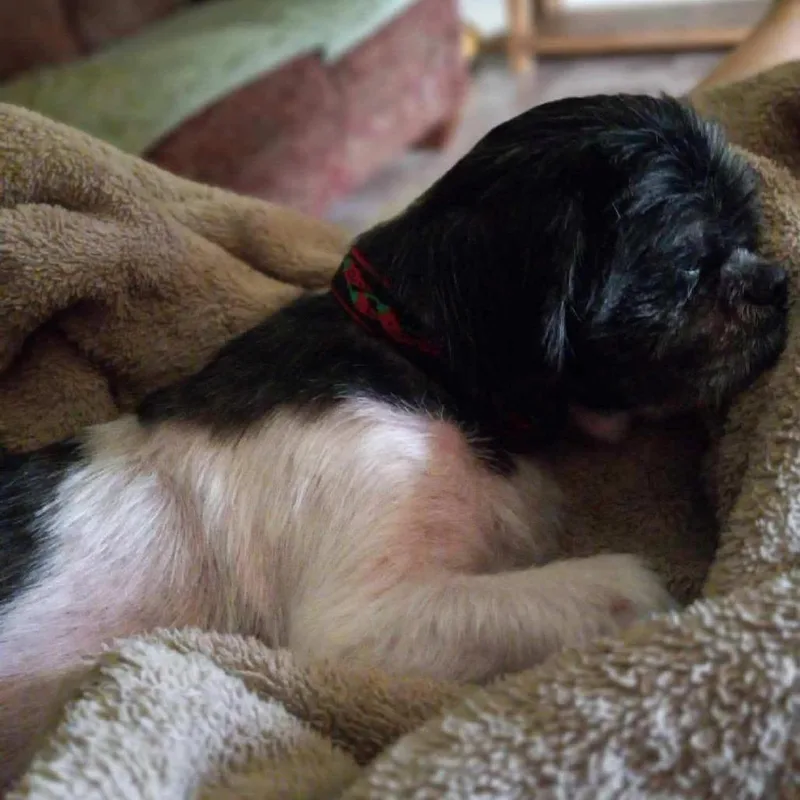 A senior small-sized male Black Shih Tzu dog named Spencer for adoption in Wadena, MN