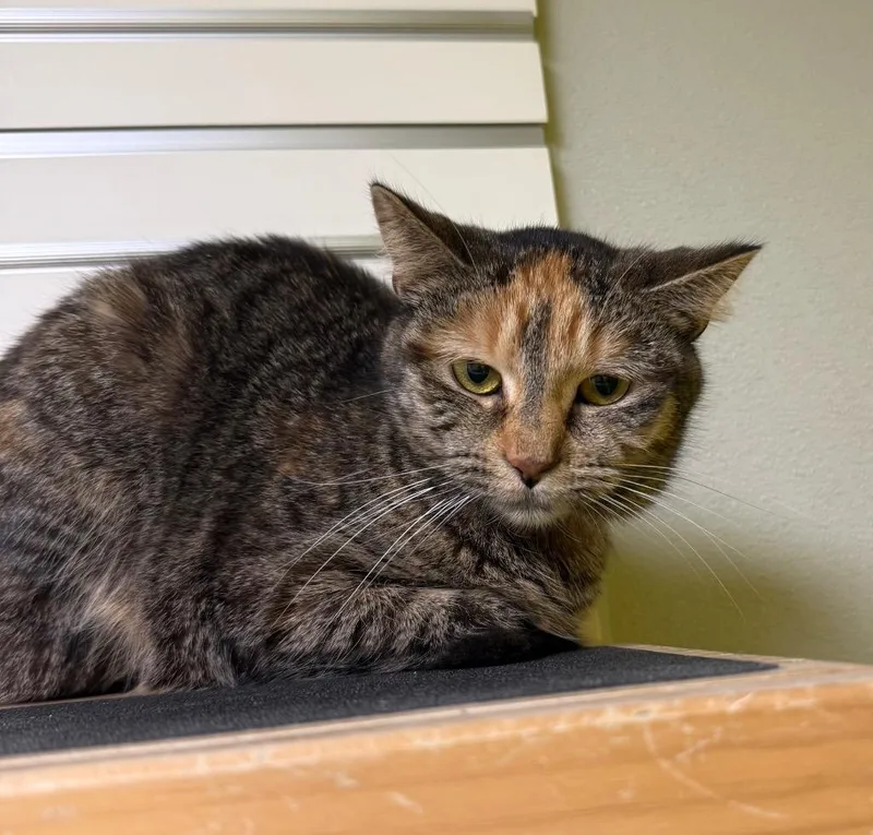 A young large-sized female Tortoiseshell Domestic Short Hair cat named Snicket for adoption in New Philadelphia, OH