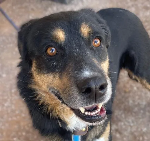 An adult large-sized male Australian Shepherd dog named Lenny for adoption in Tucson, AZ