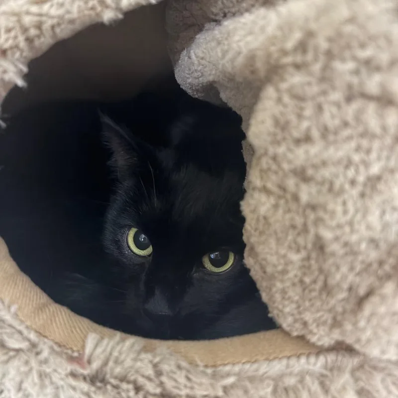 Binx