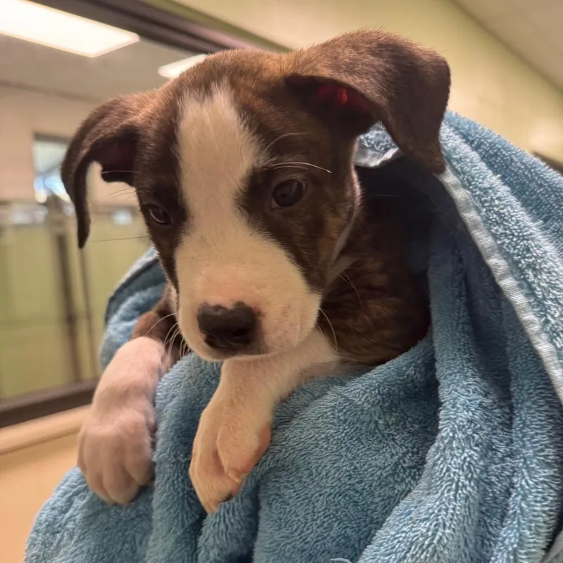 A baby medium-sized male Brindle Cattle Dog dog named Cheerios for adoption in West Palm Beach, FL