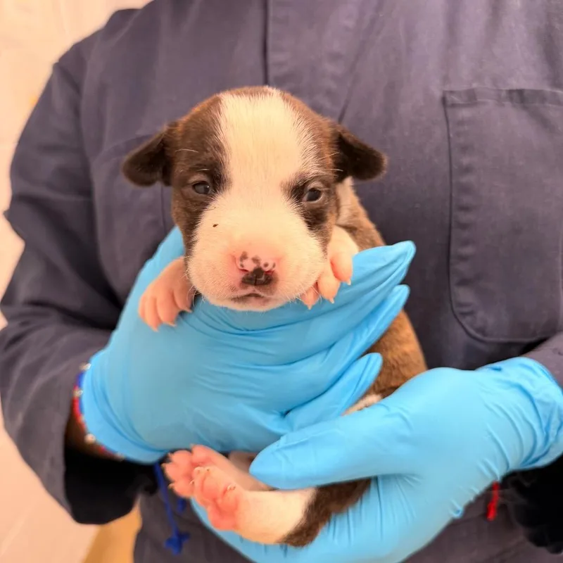 Cheerios thumbnail 2