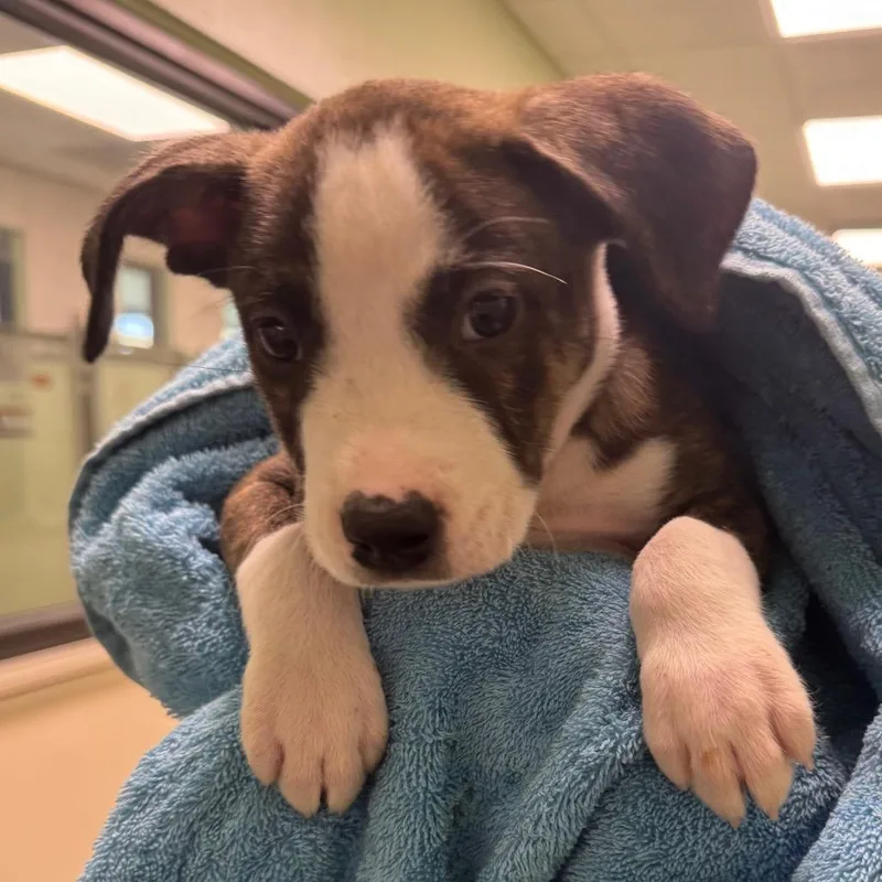 Cheerios thumbnail 3