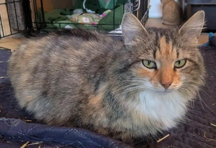 An adult small-sized female Calico Domestic Medium Hair cat named Layla for adoption in Alexandria, VA