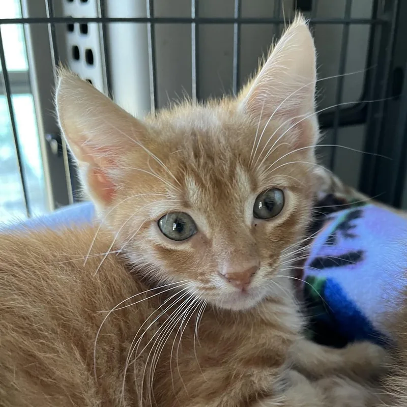 A baby small-sized male Orange / Red Domestic Short Hair cat named Clay for adoption in Sarasota, FL