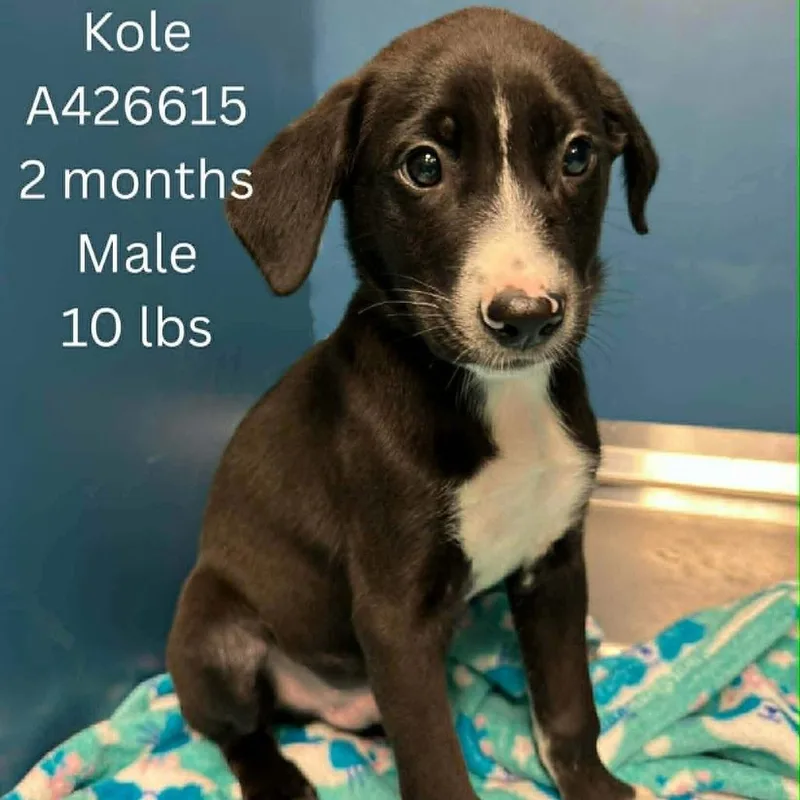 Kole