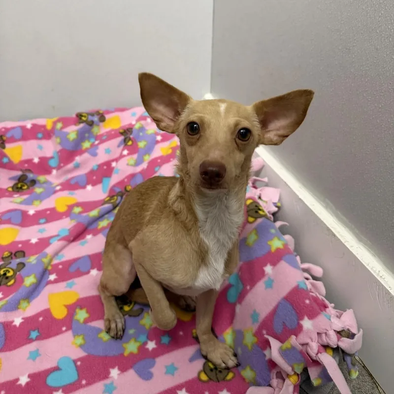 An adult small-sized male Yellow / Tan / Blond / Fawn Chihuahua dog named Yoda for adoption in Jupiter, FL