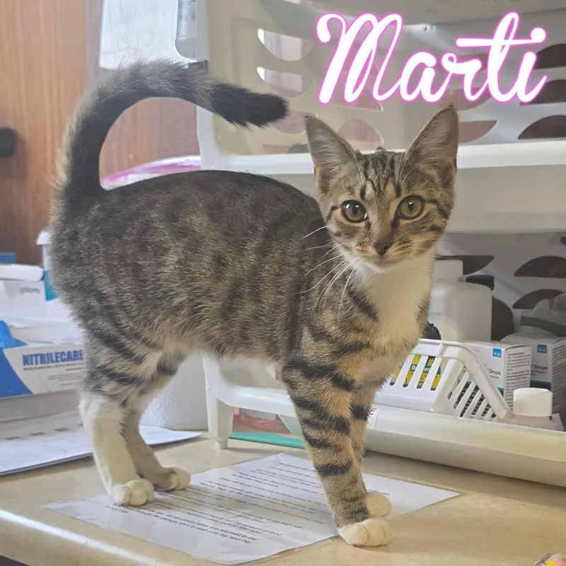 A young small-sized female Domestic Short Hair cat named Marti for adoption in Hillsboro, OH