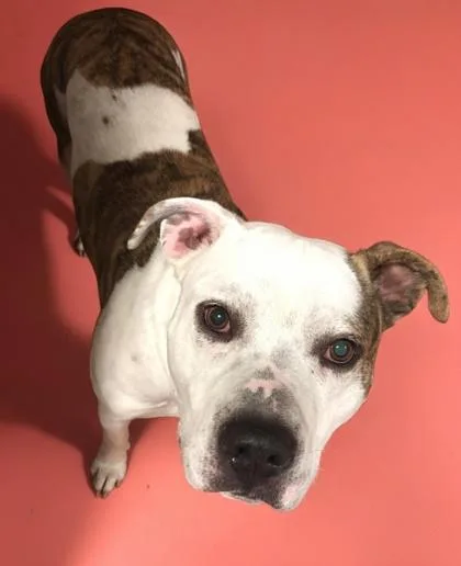 Dee O Gee thumbnail 2