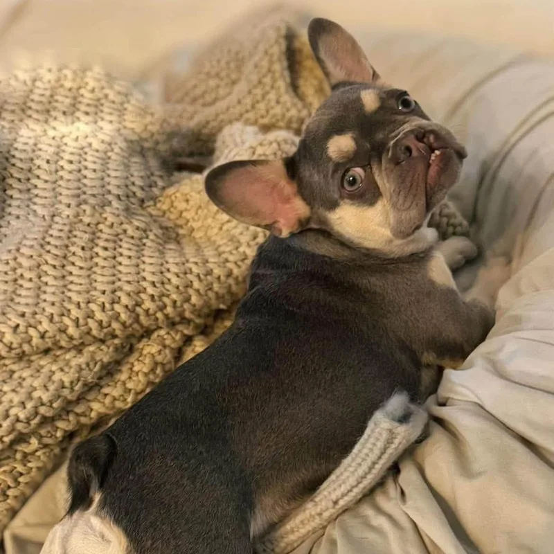 A young small-sized female Gray / Blue / Silver French Bulldog dog named Wren for adoption in Winnfield, LA
