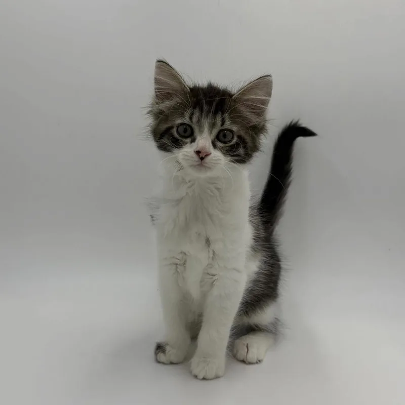 A baby medium-sized female Domestic Medium Hair cat named Meena for adoption in State College, PA