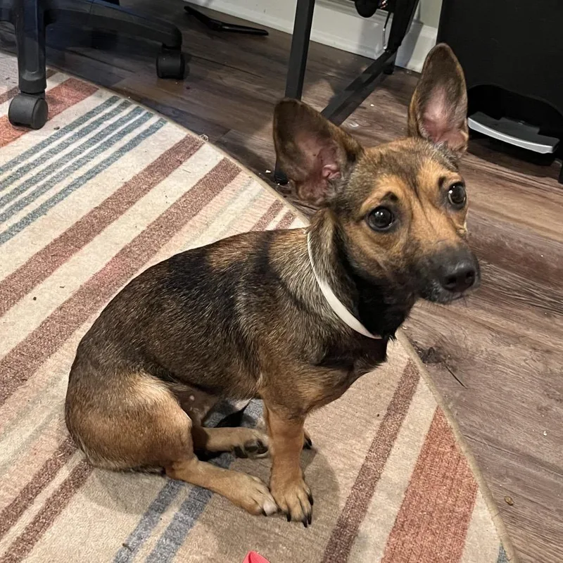 A young small-sized female Sable Chihuahua dog named Trackstar for adoption in Rockville, MD