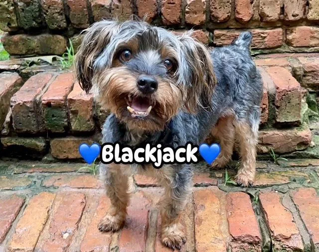 Blackjack thumbnail 5