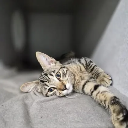 A baby small-sized female Domestic Short Hair cat named Bae for adoption in Sacramento, CA