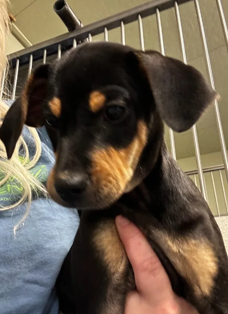 A baby small-sized female Mixed Breed dog named Jenny for adoption in Neosho, MO