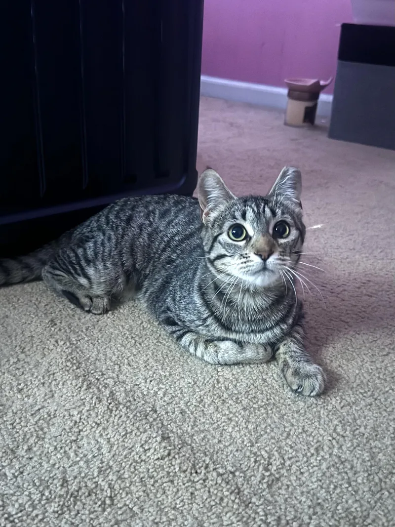 A young small-sized female Tabby (Gray / Blue / Silver) Domestic Short Hair cat named Tofu for adoption in Hayward, CA
