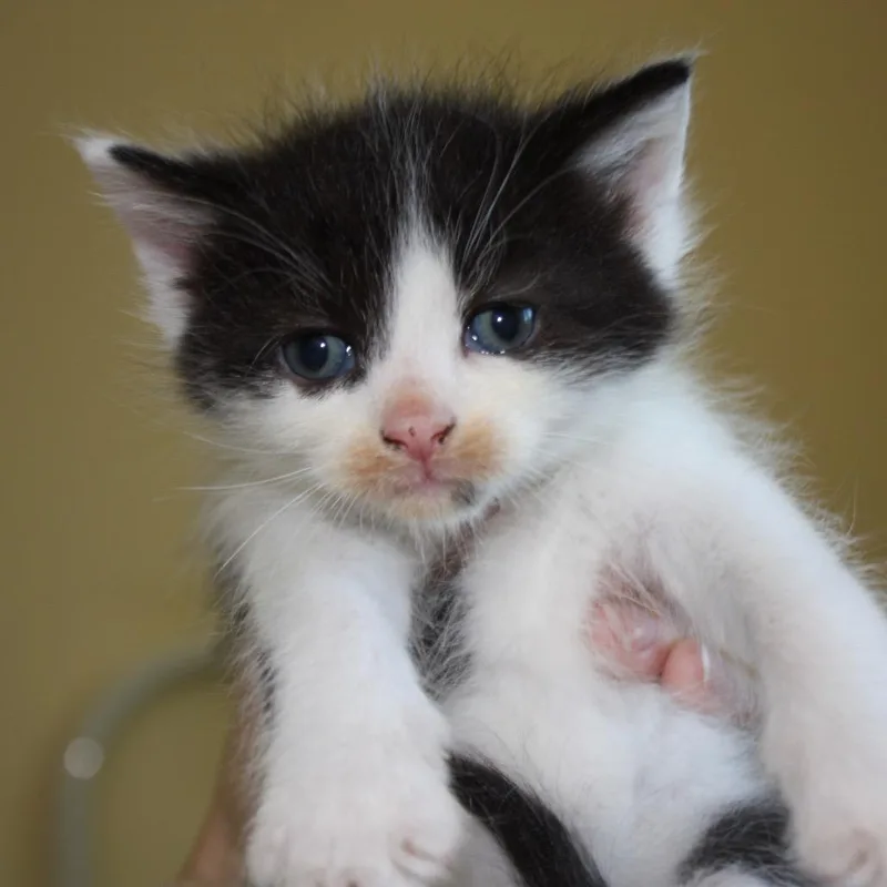 Princess Bride Litter Inigo thumbnail 2