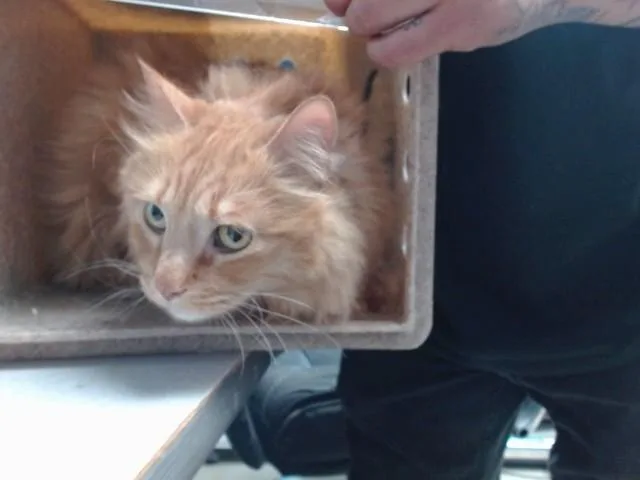 An adult medium-sized male Domestic Medium Hair cat named Bronco for adoption in Albuquerque, NM