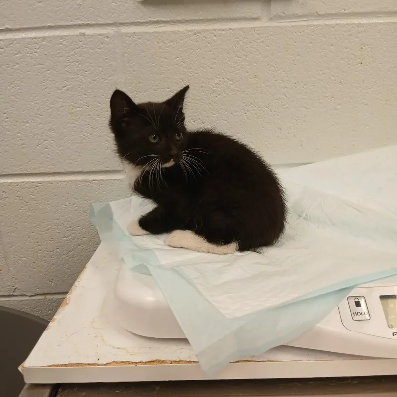 A baby small-sized male Black Domestic Short Hair cat named Pinto Bean for adoption in Chattanooga, TN