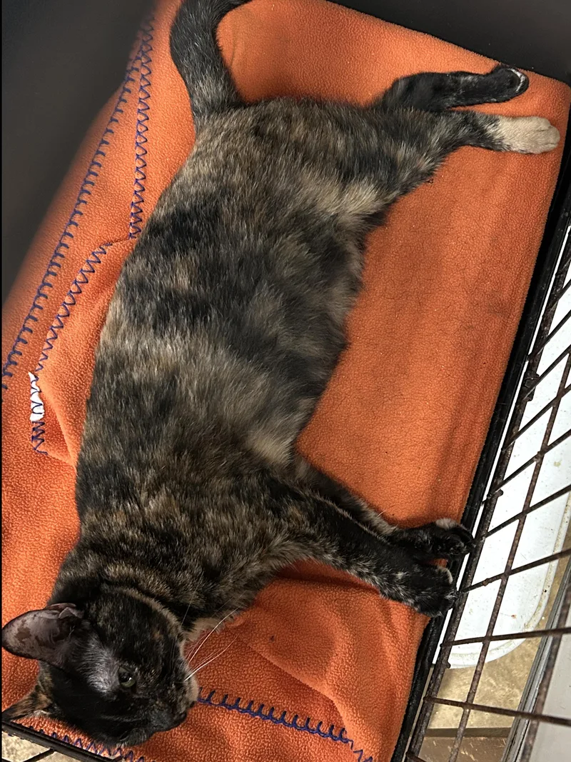 Momma Tort thumbnail 2