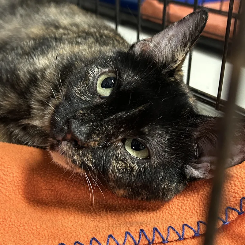 Momma Tort thumbnail 3