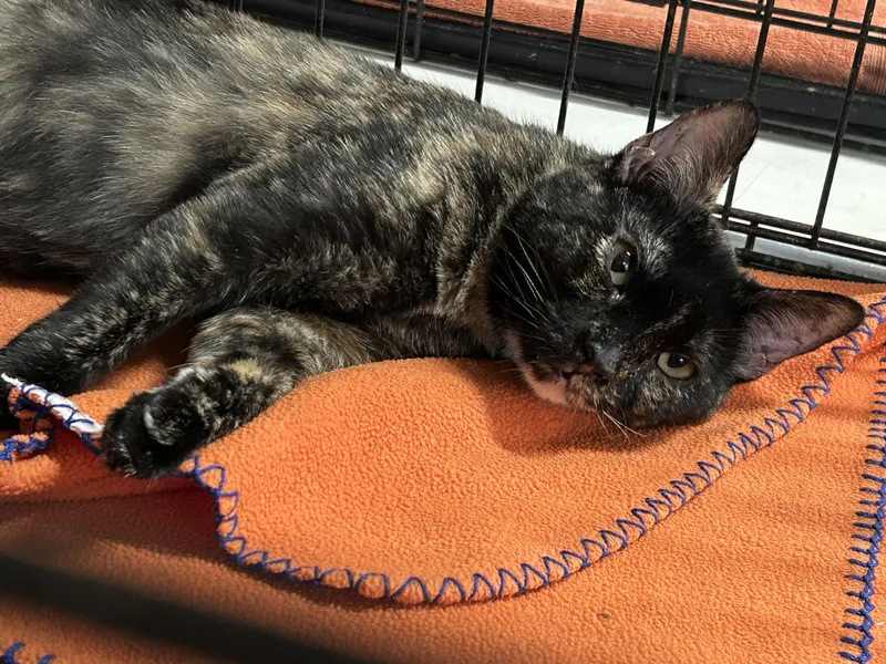 Momma Tort thumbnail 4