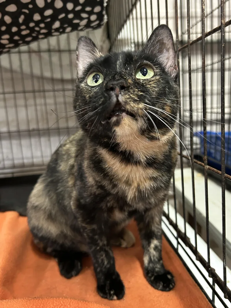 Momma Tort thumbnail 5