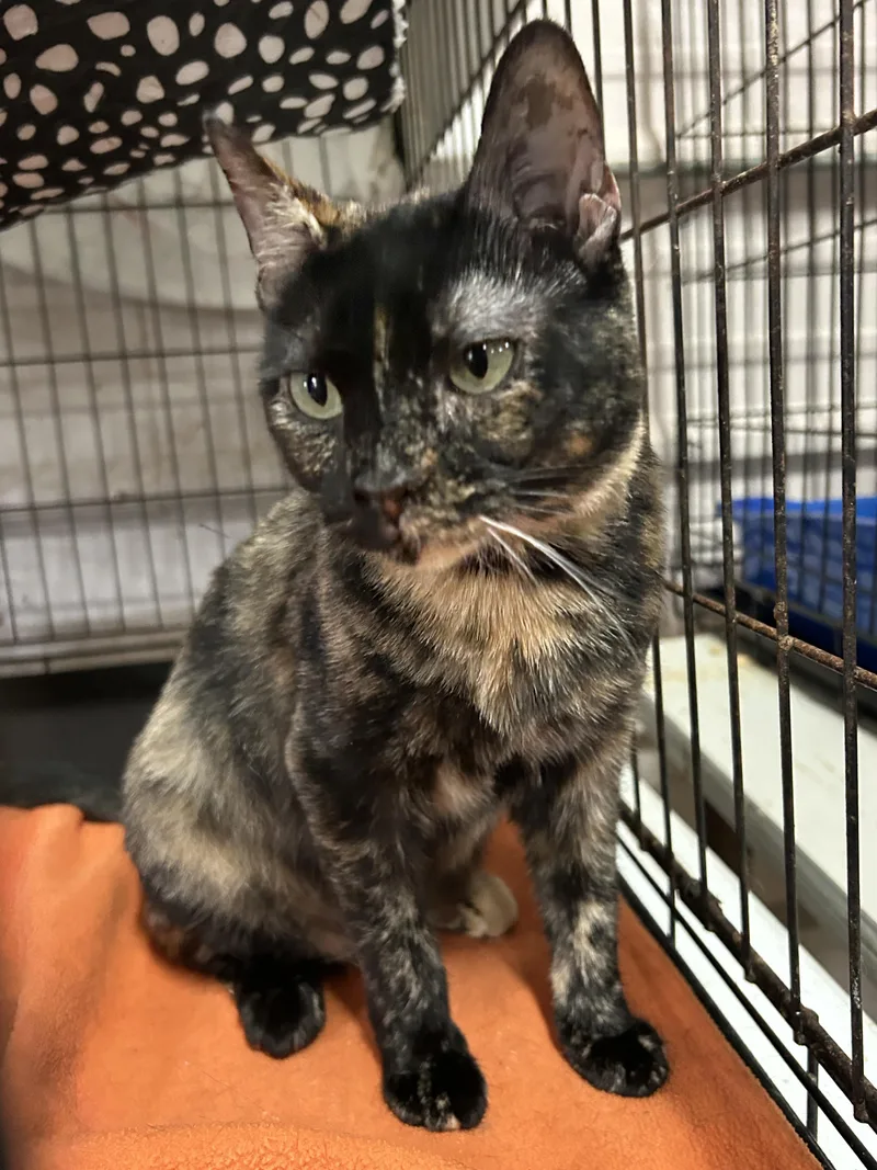 An adult medium-sized female Tortoiseshell Tortoiseshell cat named Momma Tort for adoption in Marble Falls, TX