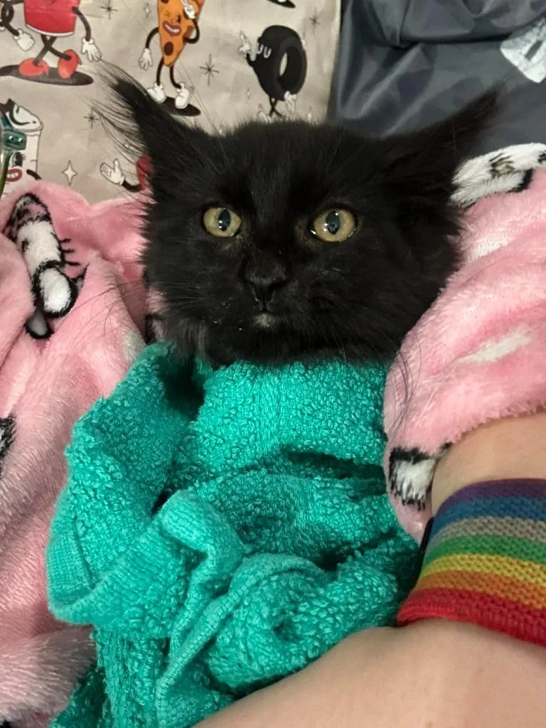 A baby medium-sized male Domestic Long Hair cat named Shell for adoption in Salt Lake City, UT