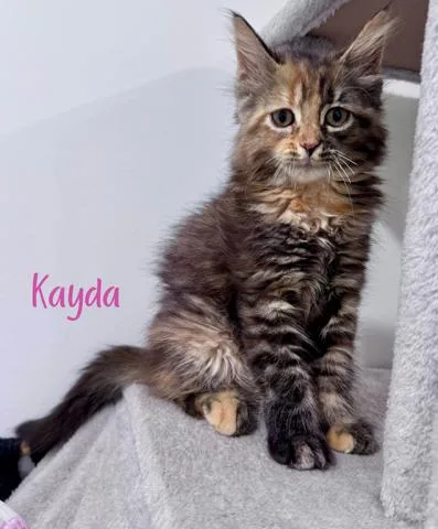 Kayda