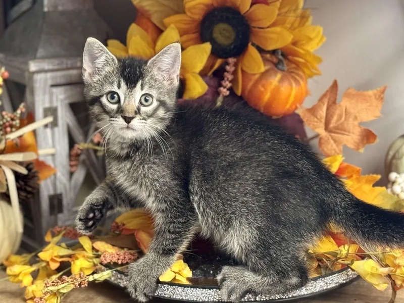 A baby small-sized male Tabby (Brown / Chocolate) Domestic Short Hair cat named Dudley for adoption in Seven Valleys, PA