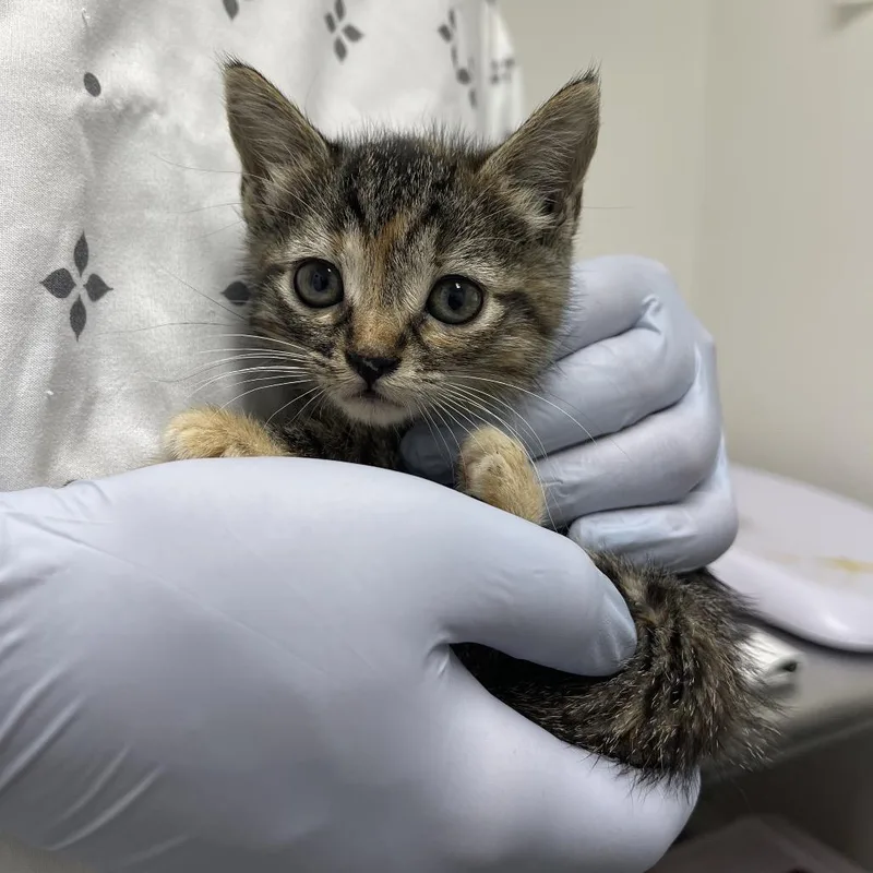 A baby small-sized female Brown / Chocolate Domestic Short Hair cat named Scantron for adoption in Long Beach, CA