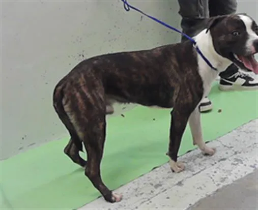 A young large-sized male Staffordshire Bull Terrier dog named Boots for adoption in Houston, TX