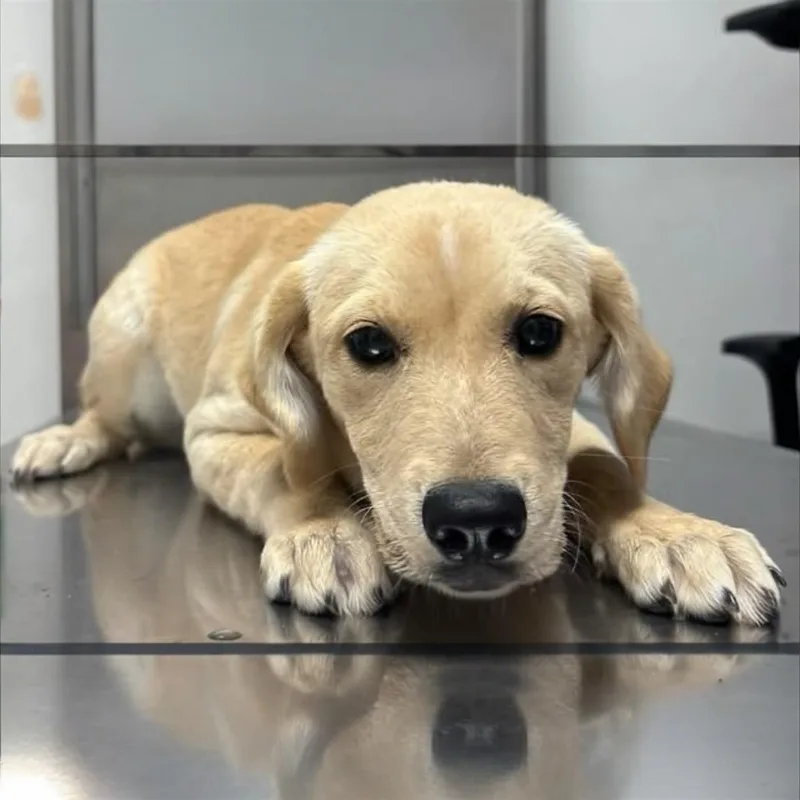 A baby medium-sized female White / Cream Mixed Breed dog named Summer for adoption in Pittstown, NJ