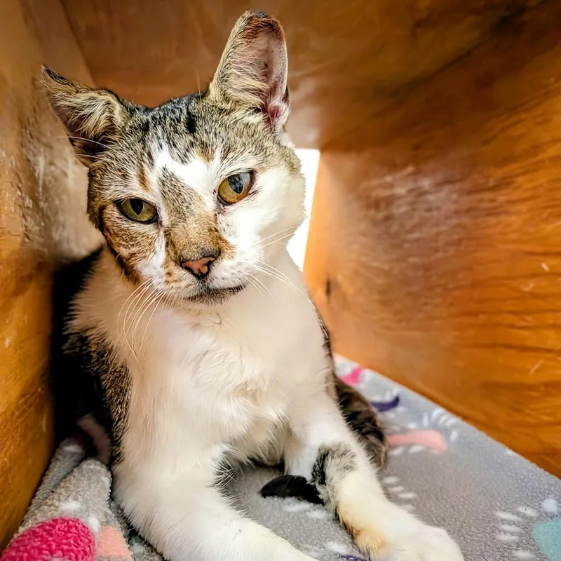 An adult large-sized male Domestic Short Hair cat named Marcel for adoption in Delaware, OH