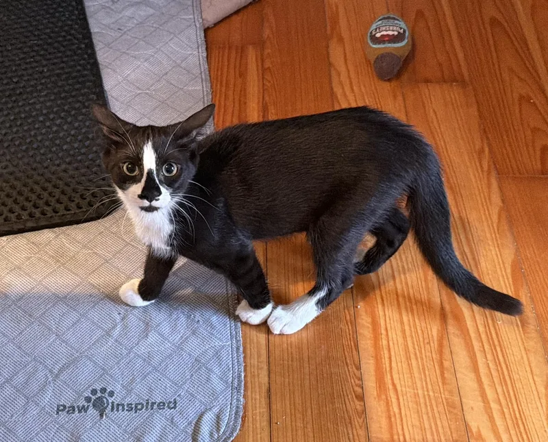 A baby medium-sized female Black & White / Tuxedo Domestic Short Hair cat named Spade for adoption in Elverson, PA