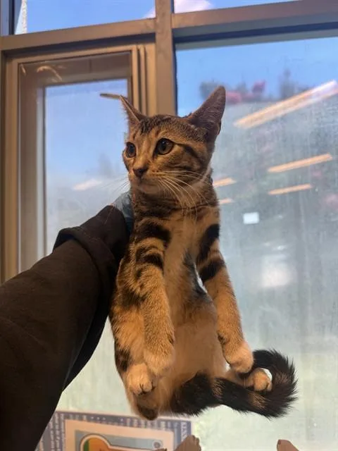 A baby small-sized female Domestic Short Hair cat named Terra for adoption in San Jose, CA