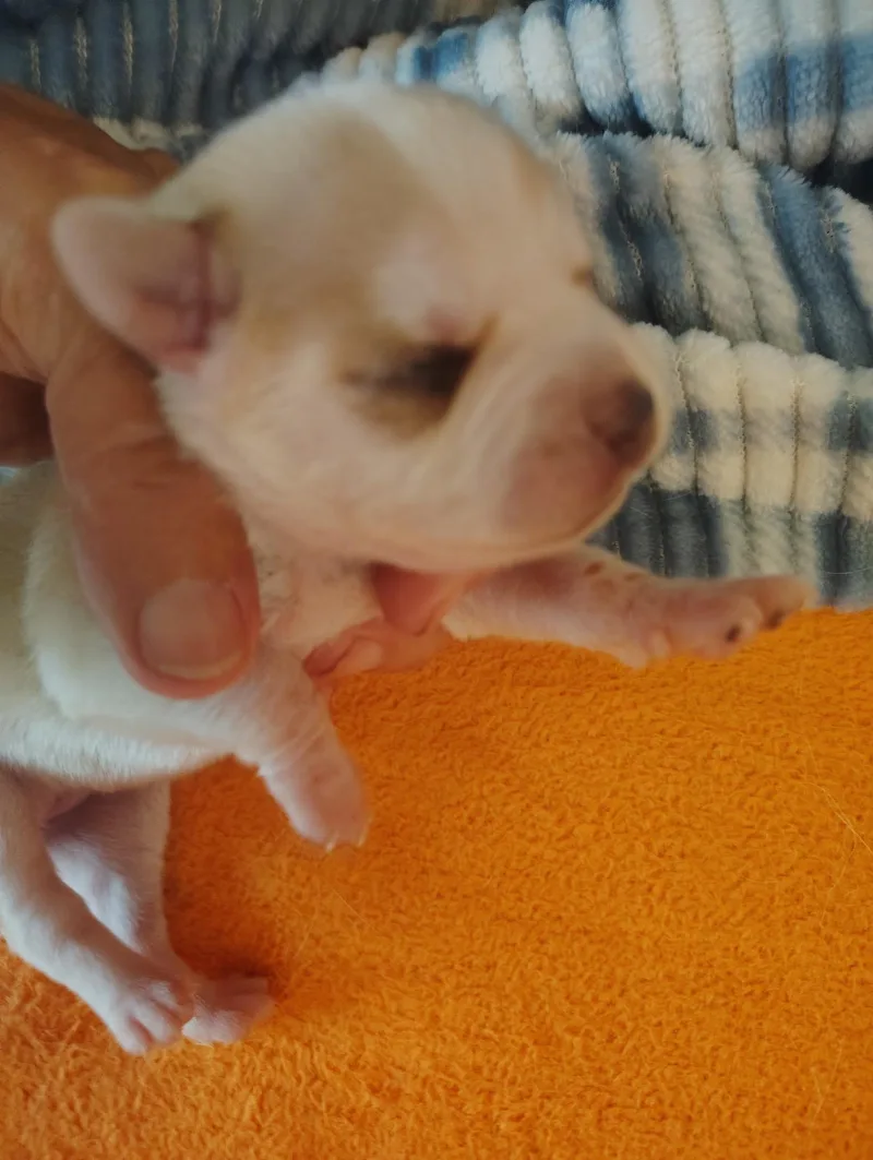 A baby small-sized female White / Cream Chihuahua dog named Lulu for adoption in Deming, NM