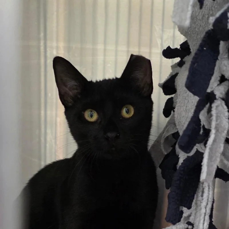 A baby medium-sized male Domestic Short Hair cat named Ollie for adoption in Cumming, GA
