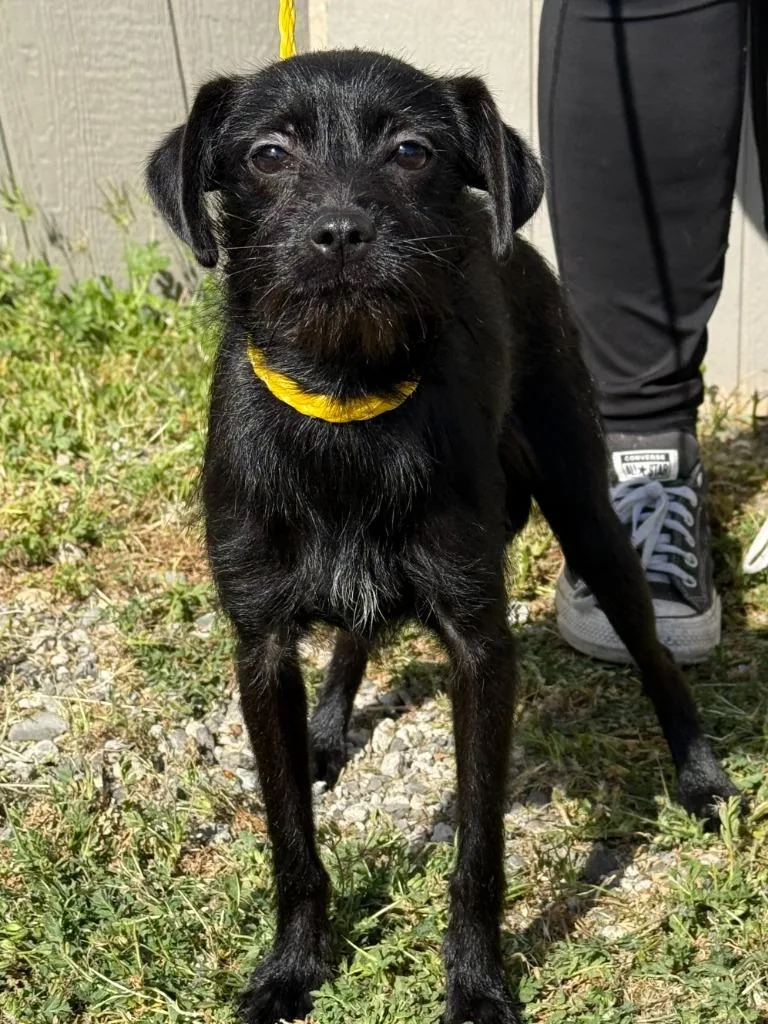 A young small-sized female Terrier dog named Cami for adoption in Vacaville, CA