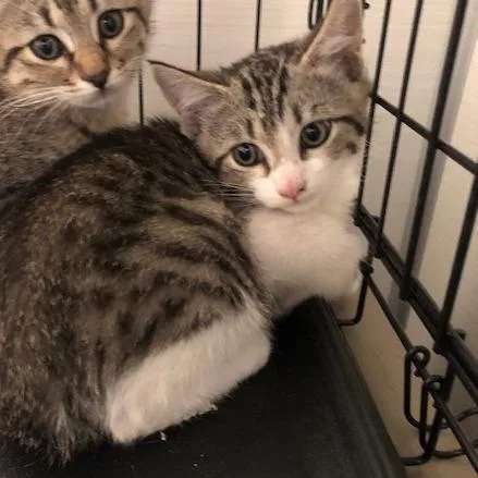 A baby small-sized male Brown / Chocolate Domestic Short Hair cat named Ravi for adoption in Novelty, OH
