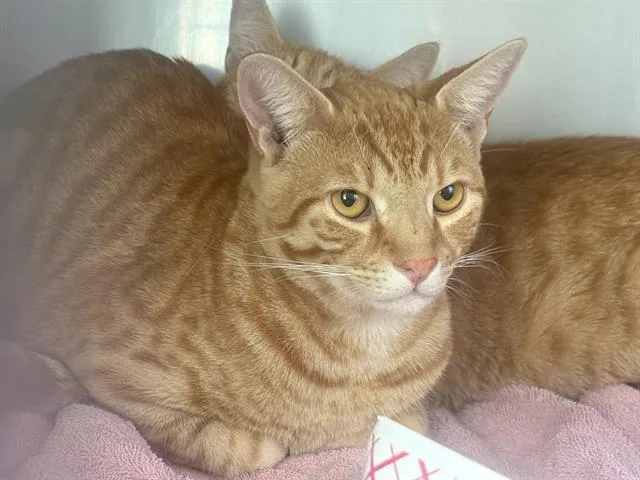A young medium-sized male Domestic Short Hair cat named Higgins for adoption in Santa Cruz, CA