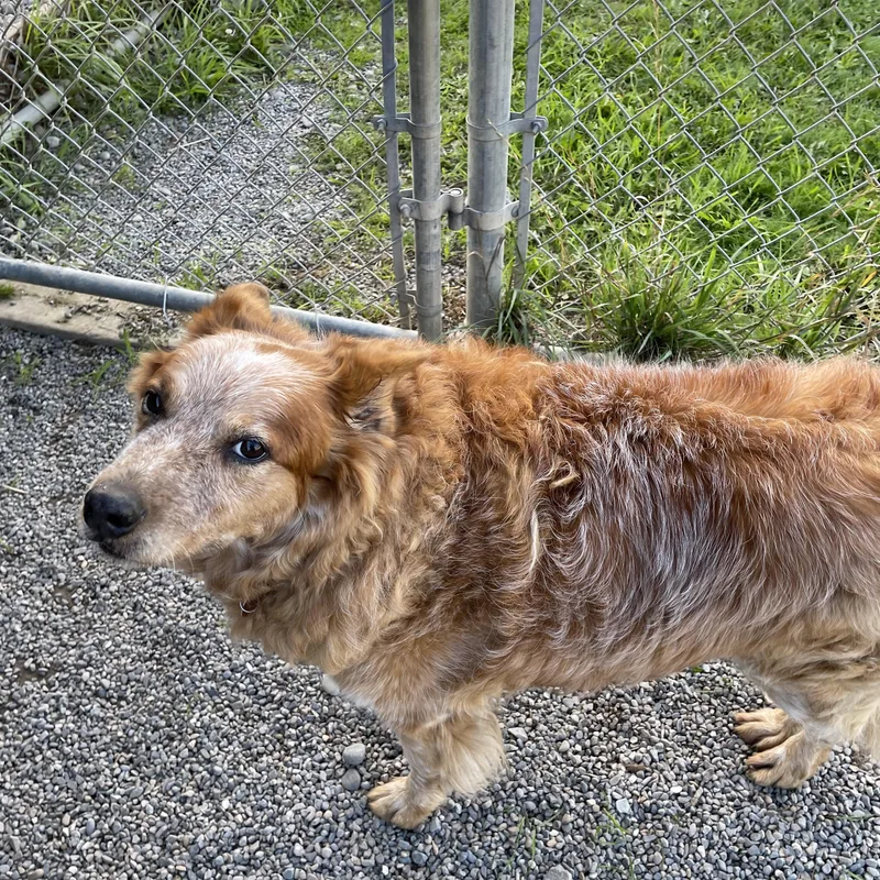 An adult medium-sized male Bicolor Australian Cattle Dog / Blue Heeler dog named Marshall for adoption in Bonners Ferry, ID