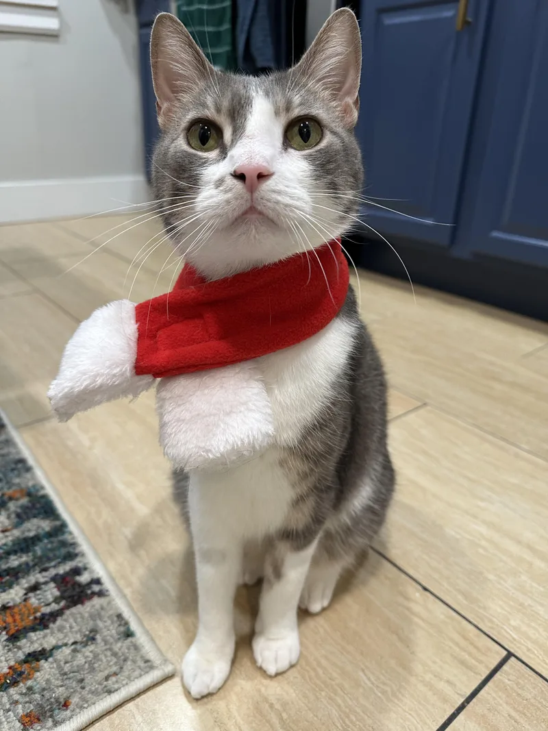 An adult large-sized male Tabby (Gray / Blue / Silver) Domestic Short Hair cat named Bobi for adoption in New York, NY