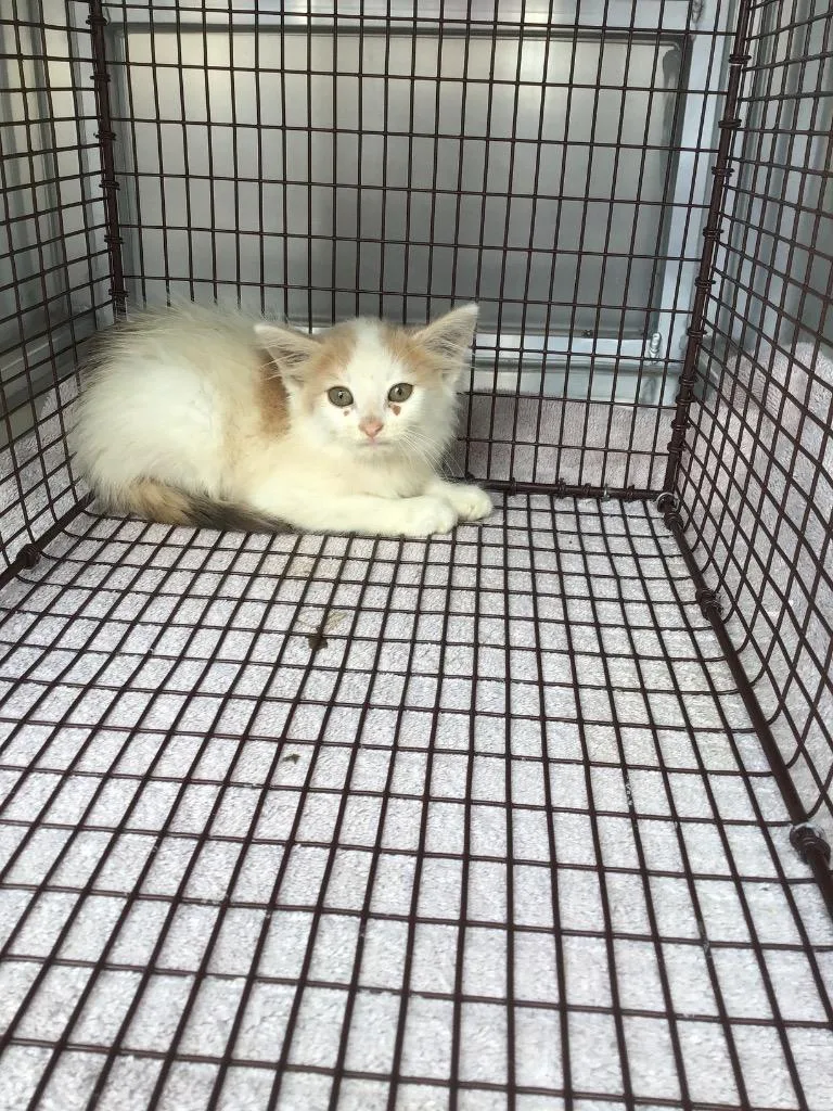 A baby small-sized female Domestic Short Hair cat named Angeles for adoption in New Braunfels, TX