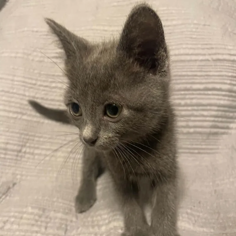 A baby small-sized female Gray / Blue / Silver Domestic Short Hair cat named Crouton for adoption in South Elgin, IL