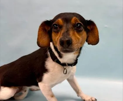 An adult small-sized male Rat Terrier dog named Skip for adoption in Coon Rapids, MN