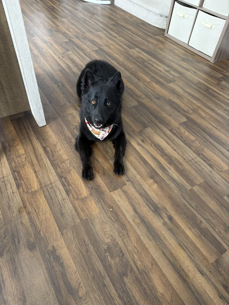 A young large-sized female Black German Shepherd Dog named Scarlett for adoption in Greeneville , TN