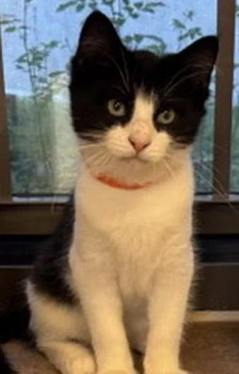 A young medium-sized female Domestic Short Hair cat named Dolly for adoption in Provincetown, MA