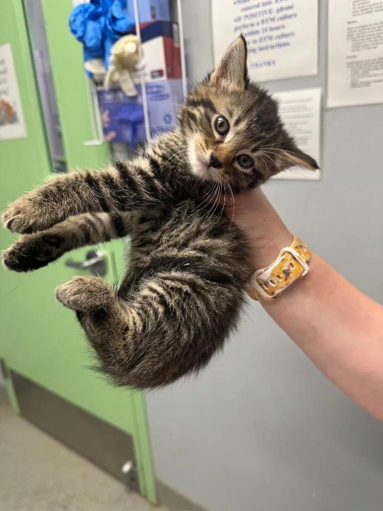 A baby medium-sized male Domestic Short Hair cat named Bumble Bee for adoption in Bloomington, IN